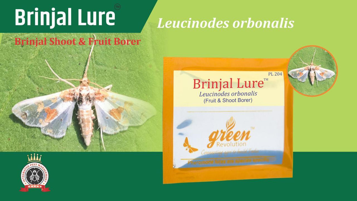 brinjal lure & pheromon water trap-leucinodes orbonalis(fruit & shoot borer)-green revolution