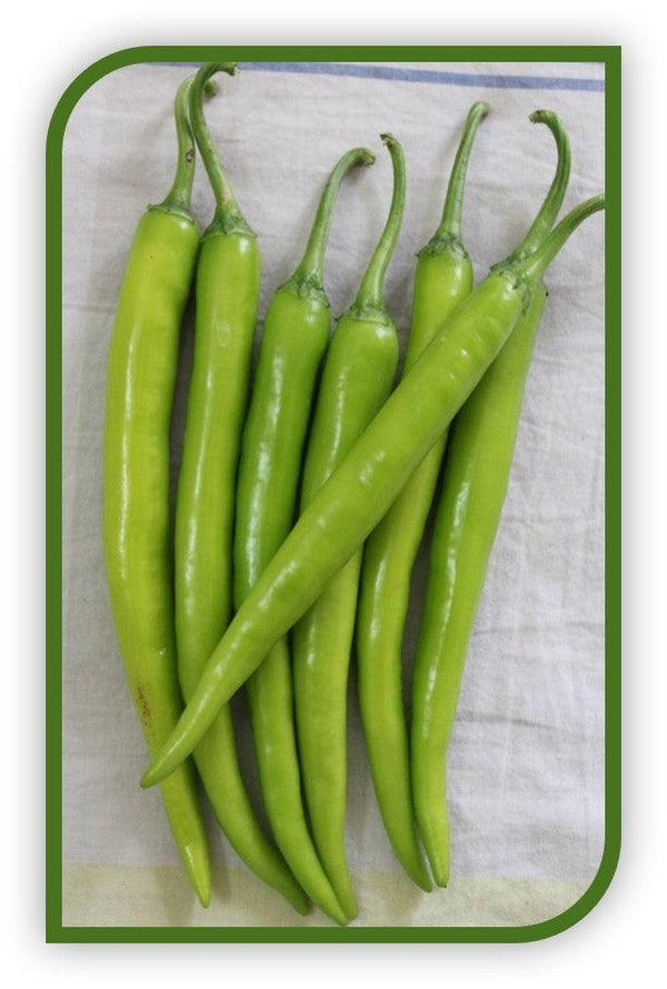 balaram (5907) f1 hybrid chilli (united genetics, usa)