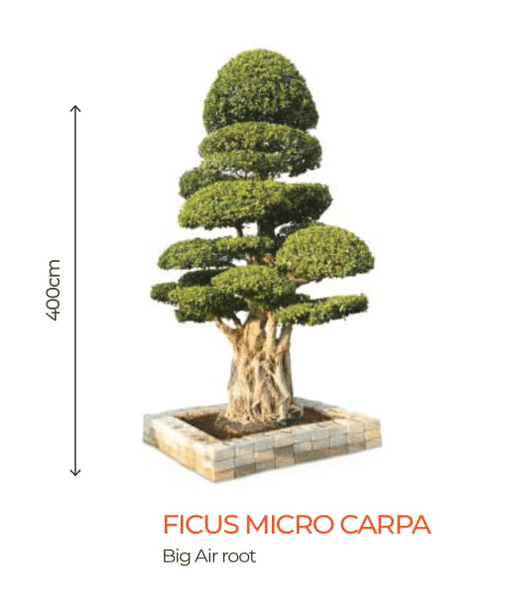 big bonsai ficus micro carpa plants - farmers stop big air roots - 1 (400cm)