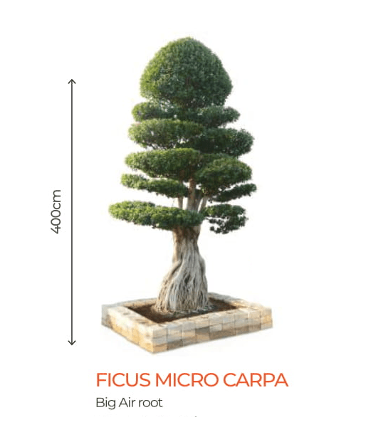 big bonsai ficus micro carpa plants - farmers stop big air roots - 2 (400cm)