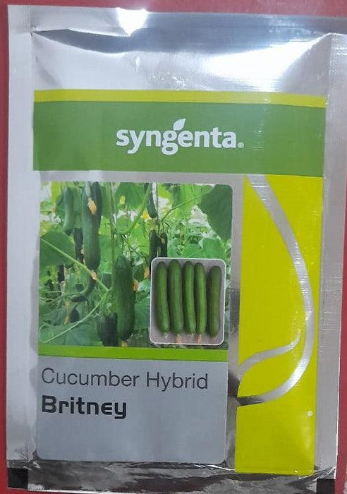 britney f1 hybrid polyhouse cucumber (syngenta)