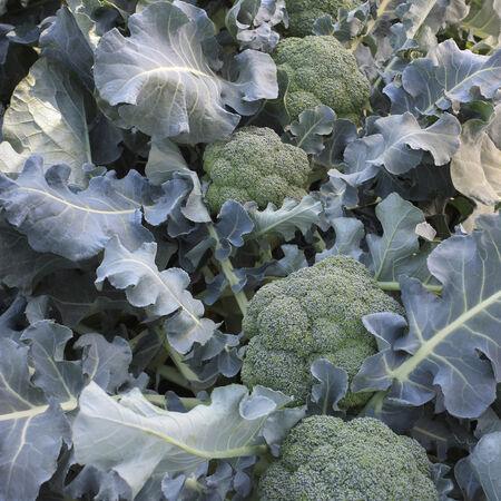 broccoli f1 hybrid quality seeds (garden festival)