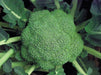 Marathon F1 Hybrid Broccoli (Sakata) - Farmers Stop