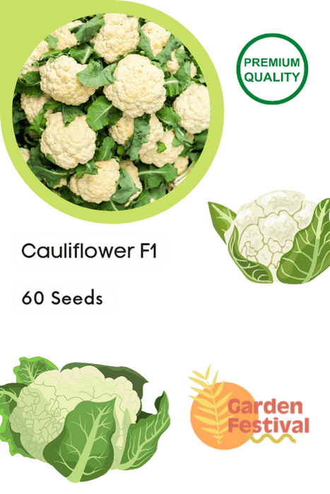 cauliflower quality hybrid seeds (garden festival)