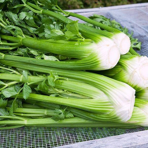celery - improved quality herb seeds
