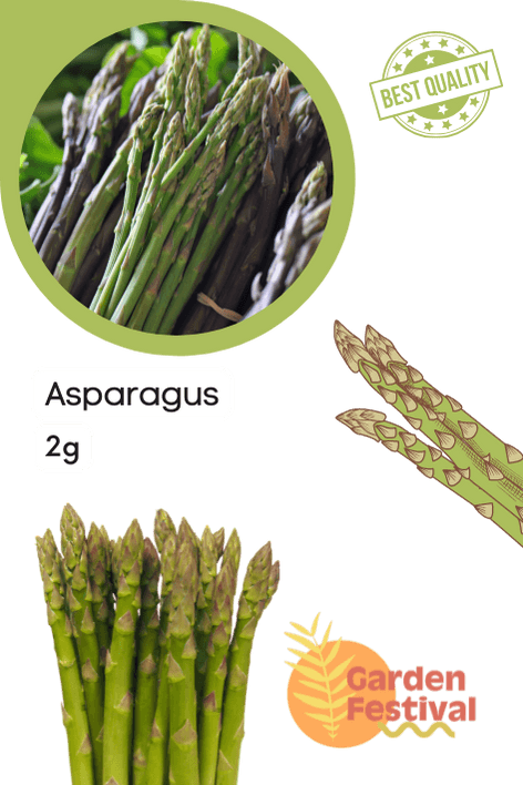 asparagus f1 hybrid quality seeds  (garden festival)