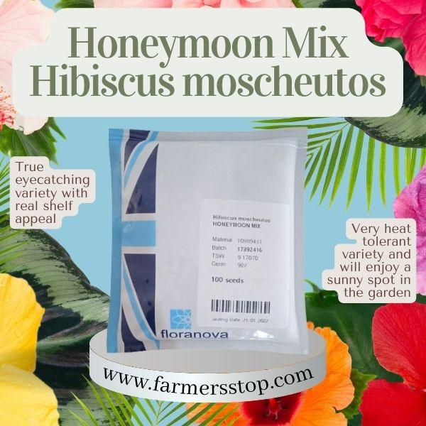 honeymoon mix hibiscus moscheutos (floranova)