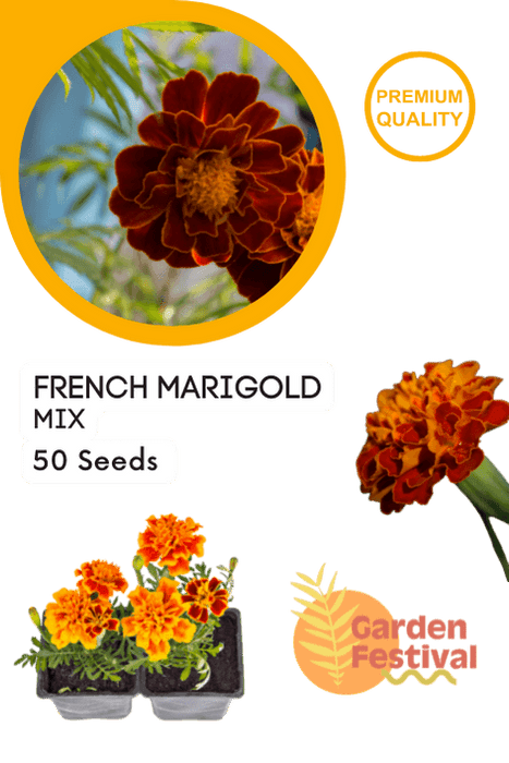 french marigold mix (garden festival)
