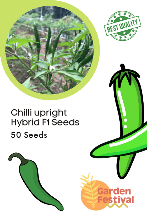 chilli upright hybrid f1 seeds  (garden festival)