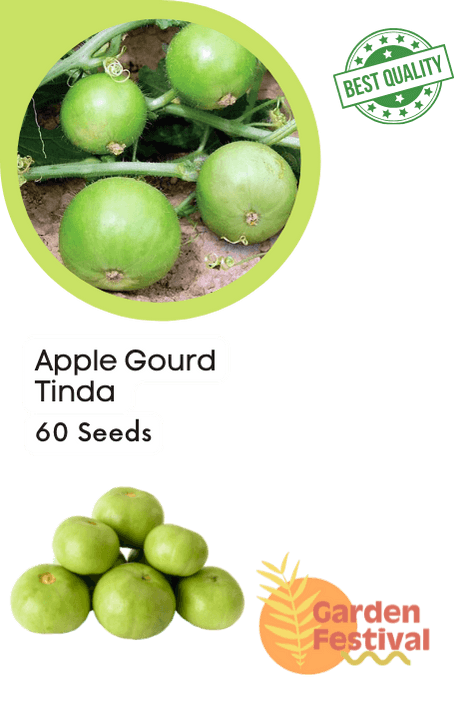 apple gourd/tinda desi (garden festival)