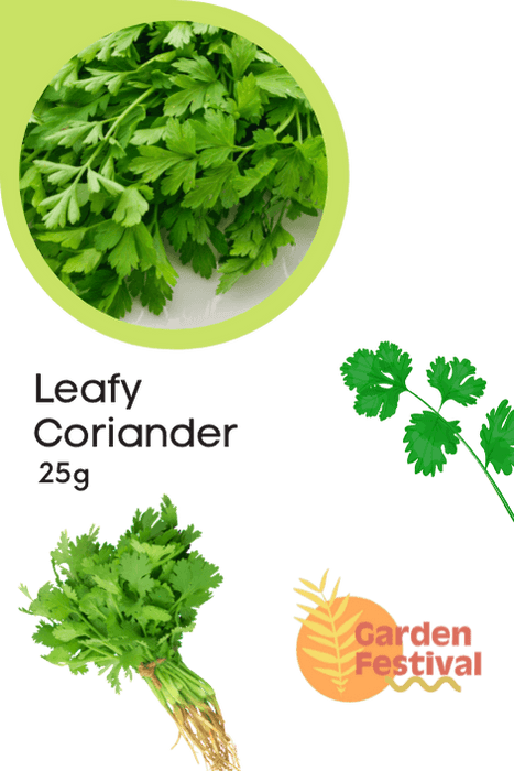 high flavor leafy coriander seeds