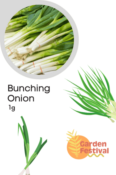 bunching onion super quality seeds  (garden festival)