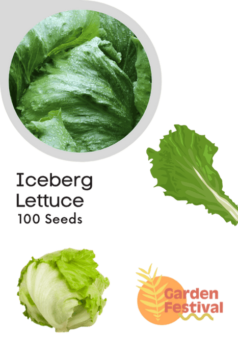 lettuce iceberg quality seeds