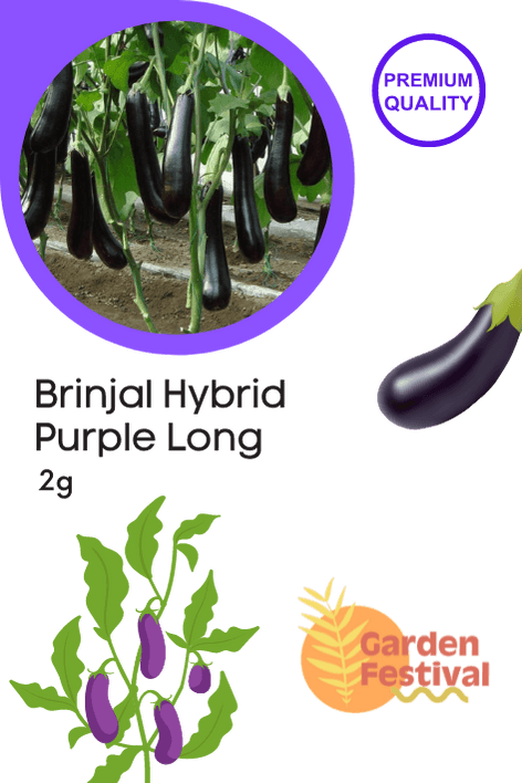 brinjal - purple long hybrid (garden festival)