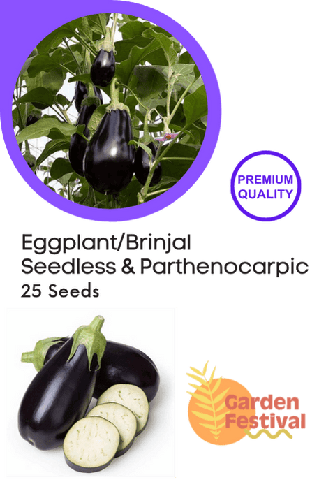 seedless parthenocarpic eggplant f1 hybrid