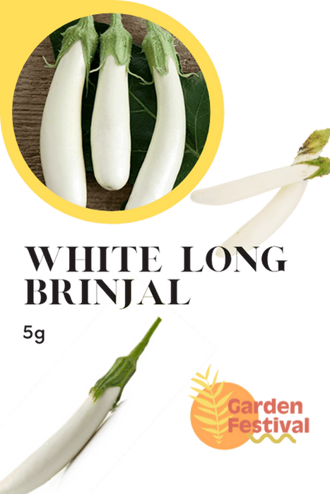 white long brinjal best quality seeds