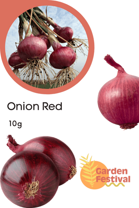 improved onion red colored seeds
