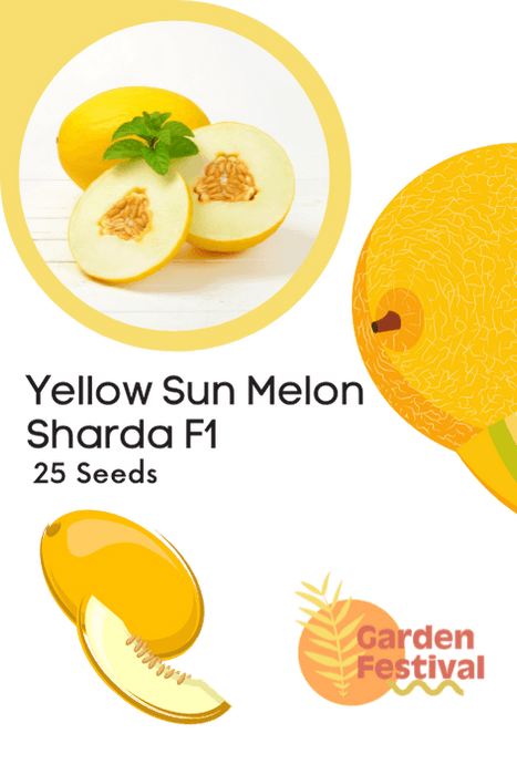 yellow sun melon sharda f1 hybrid muskmelon