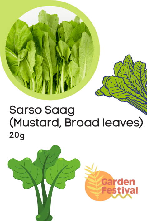 sarso saag (mustard, broad leaves) seeds