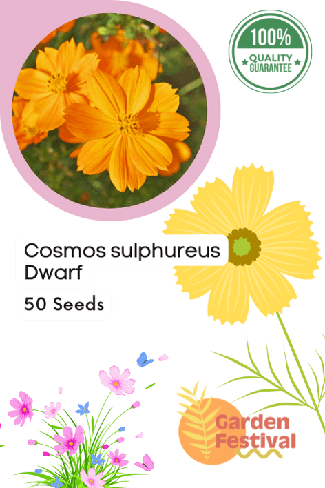 cosmos sulphureus mix (garden festival)