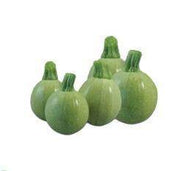 Diamond/डायमंड 786 Squash (Diamond Seeds) - Farmers Stop