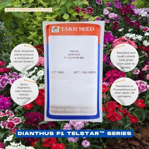 dianthus f1 telstar™ series (takii seeds)