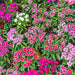 Dianthus Baby Doll Mix