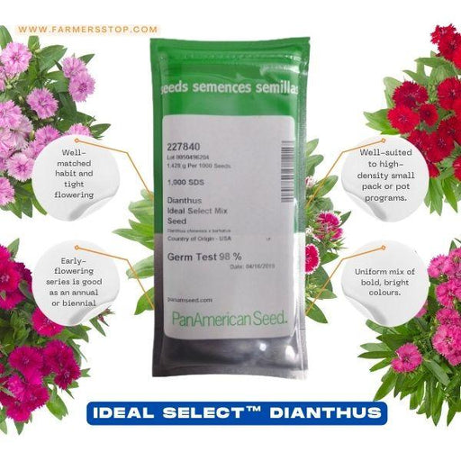 dianthus ideal select mix seed (panamerican)