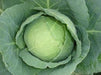 dolares/डॉलर्स cabbage (seminis)