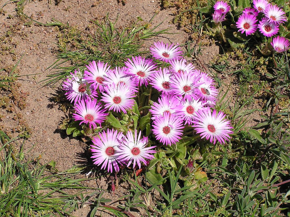 livingstone daisy, ice plant (dorotheanthus bellidiformis)  (d'seeds, coutry of origin - netherlands)