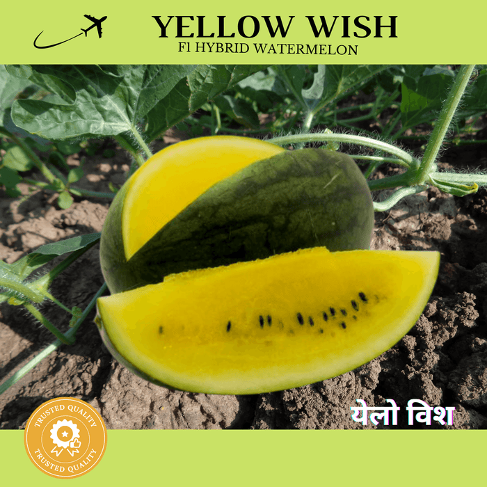 yellow wish-येलो विश  f1 hybrid watermelon (konico seeds)