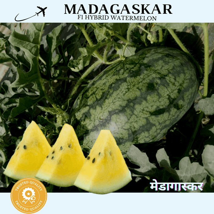 madagaskar f1 yellow flesh hybrid watermelon (konico seeds)