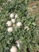 crispy/क्रिस्पी hybrid f1 muskmelon (konico seeds)