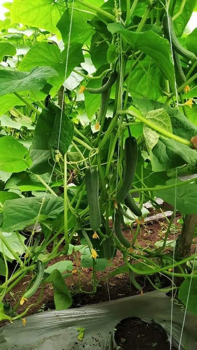 sania/सानिया hybrid cucumber (known you seeds)