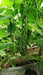 sania/सानिया hybrid cucumber (known you seeds)