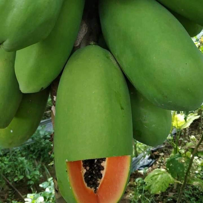 calina ipb9 hybrid f1 papaya (kangaroo seeds, australia)