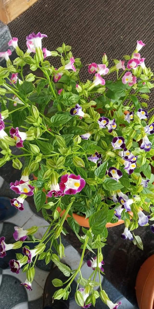 torenia f1 hybrid pearl mix (indus seeds)