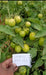 kyi-133 hybrid f1 heat tolerant tomato (known you seeds)