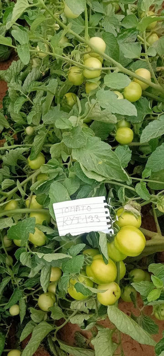 kyi-133 hybrid f1 heat tolerant tomato (known you seeds)