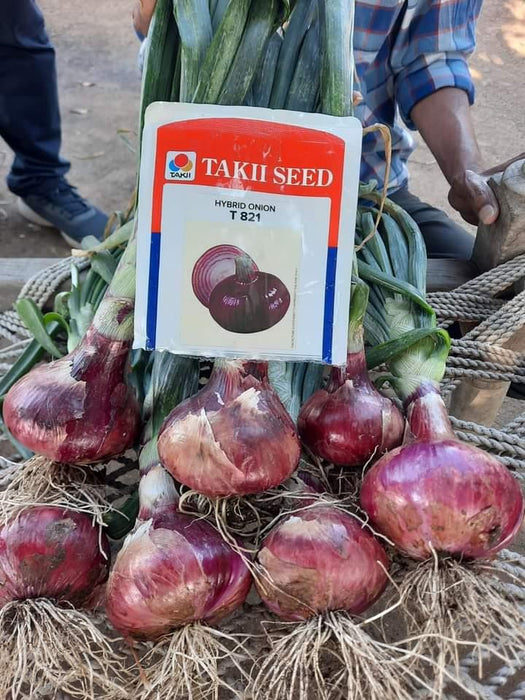 t-821 hybrid red onion (takii seed)