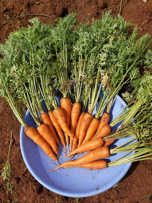 new kuroda carrot (united genetics)