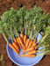 new kuroda carrot (united genetics)