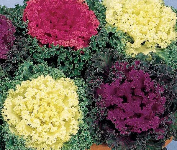 ornamental cabbage nagoya mix flower seeds (sakata)