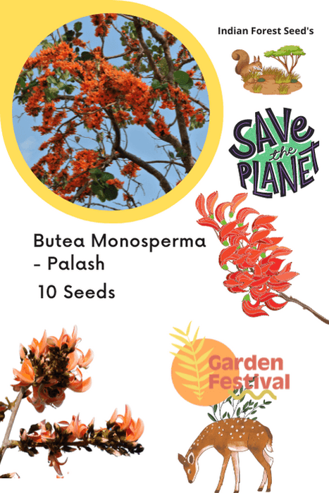 butea monosperma - palash (garden festival)