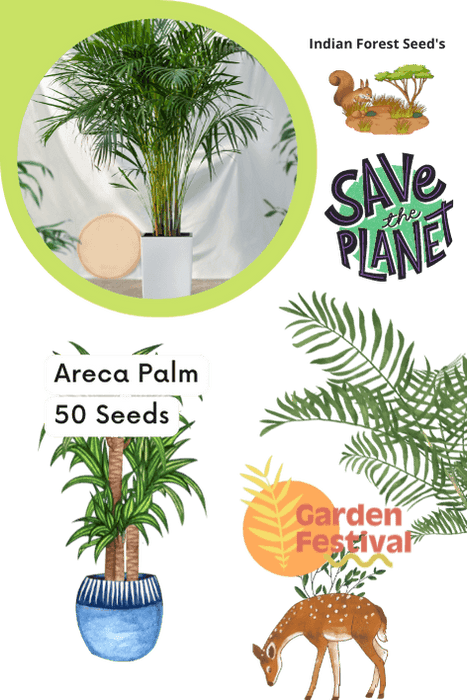areca palm - 50 seeds (garden festival)