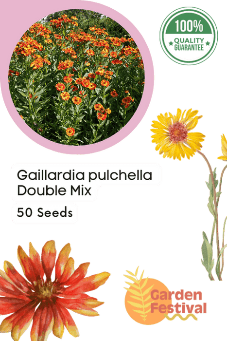 gaillardia pulchella double mix (garden festival)