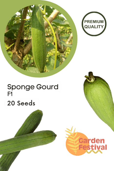 sponge gourd best quality improved seeds