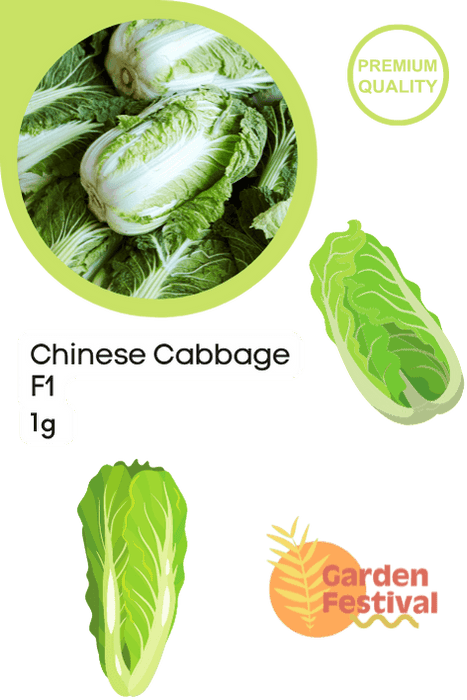 chinese cabbage hybrid  (garden festival)