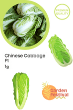 chinese cabbage hybrid  (garden festival)