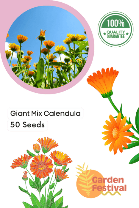 giant mix calendula (garden festival)